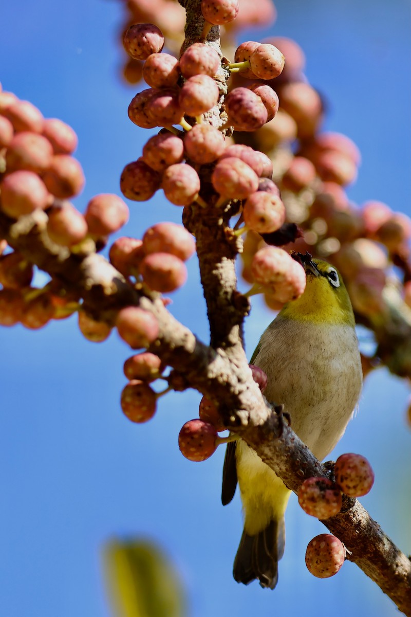 斯氏繡眼(綠繡眼) - ML644141662