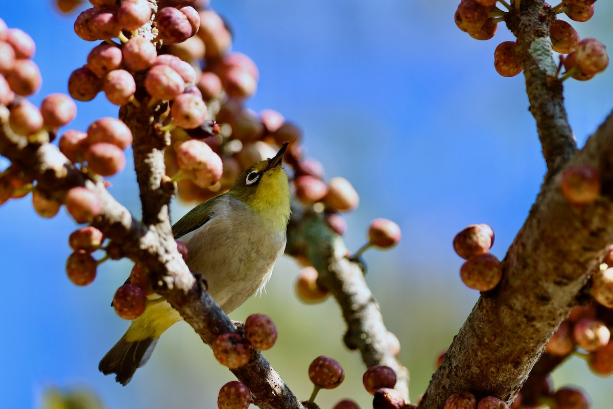 斯氏繡眼(綠繡眼) - ML644141663