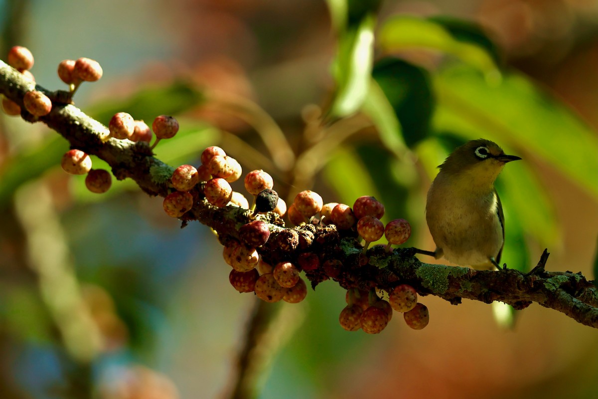 斯氏繡眼(綠繡眼) - ML644141664