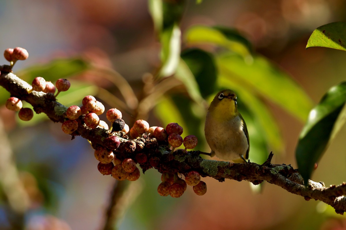 斯氏繡眼(綠繡眼) - ML644141665