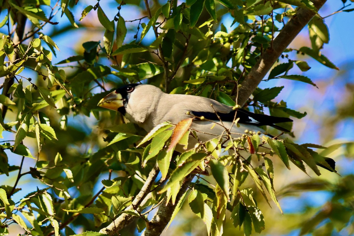 桑鳲 - ML644141669