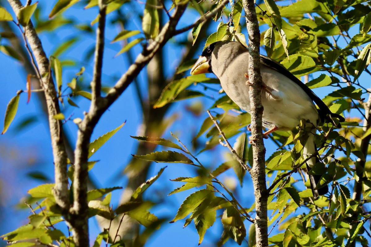 桑鳲 - ML644141670