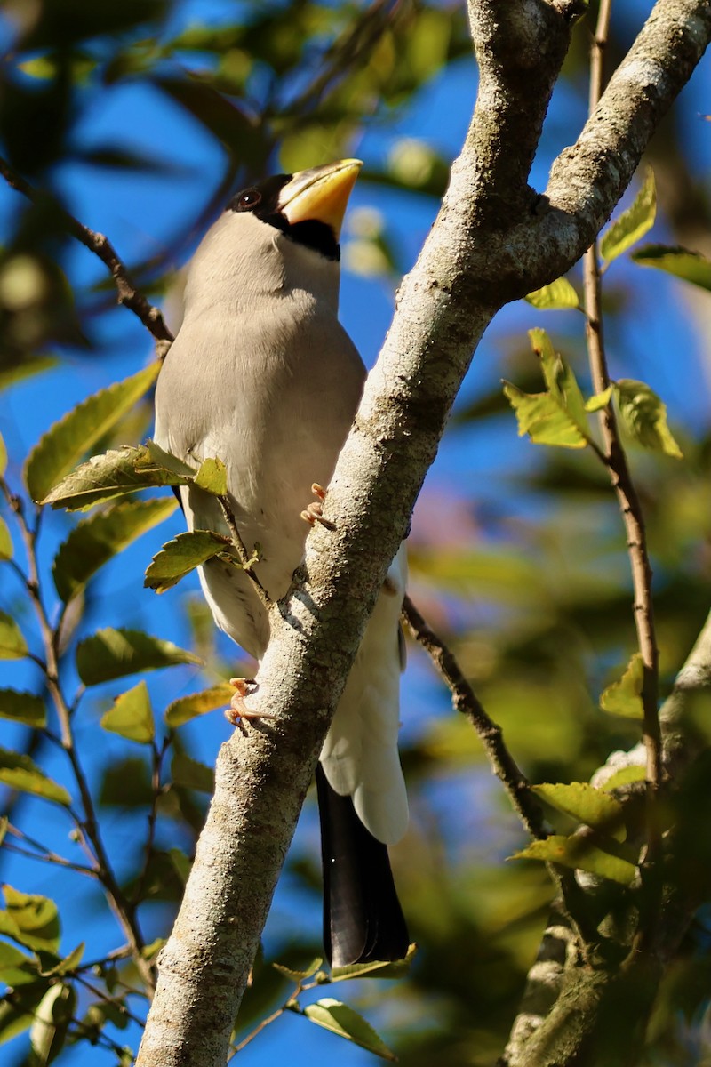 桑鳲 - ML644141671