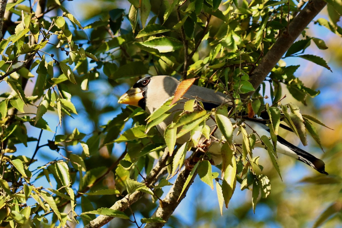 桑鳲 - ML644141672