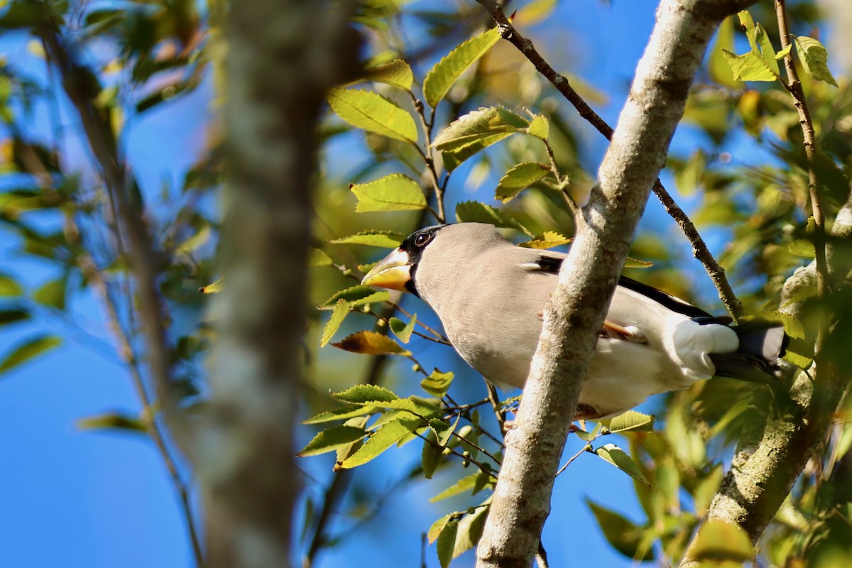 桑鳲 - ML644141673