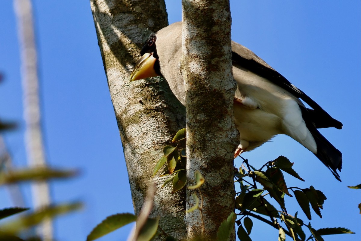 桑鳲 - ML644141674