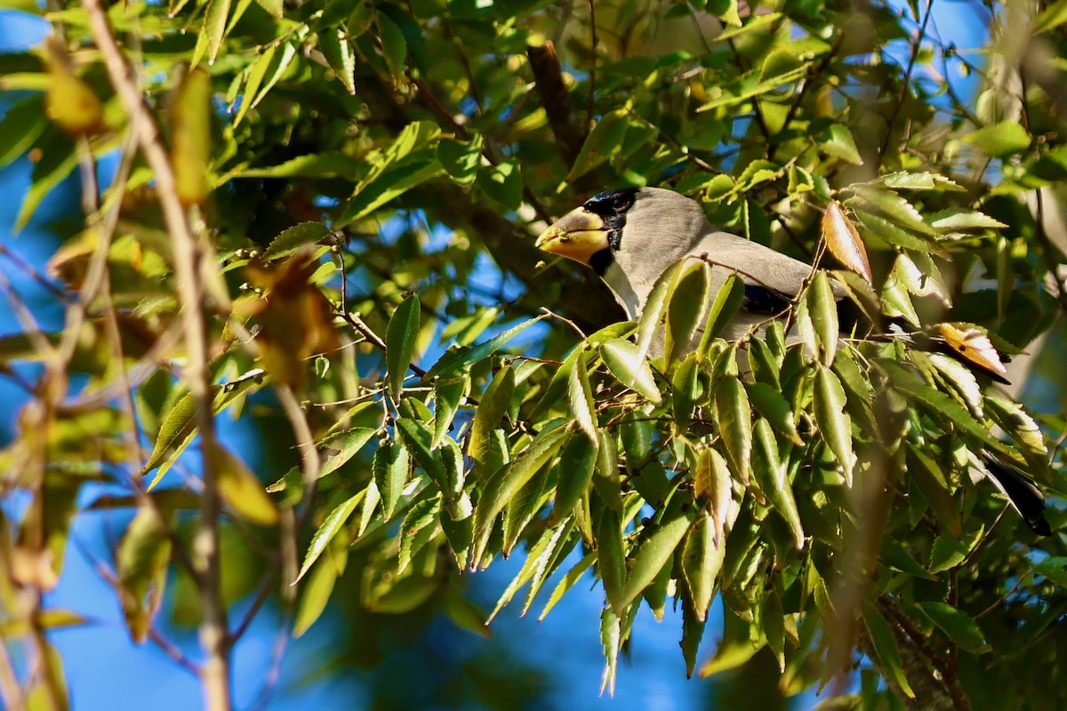 桑鳲 - ML644141675