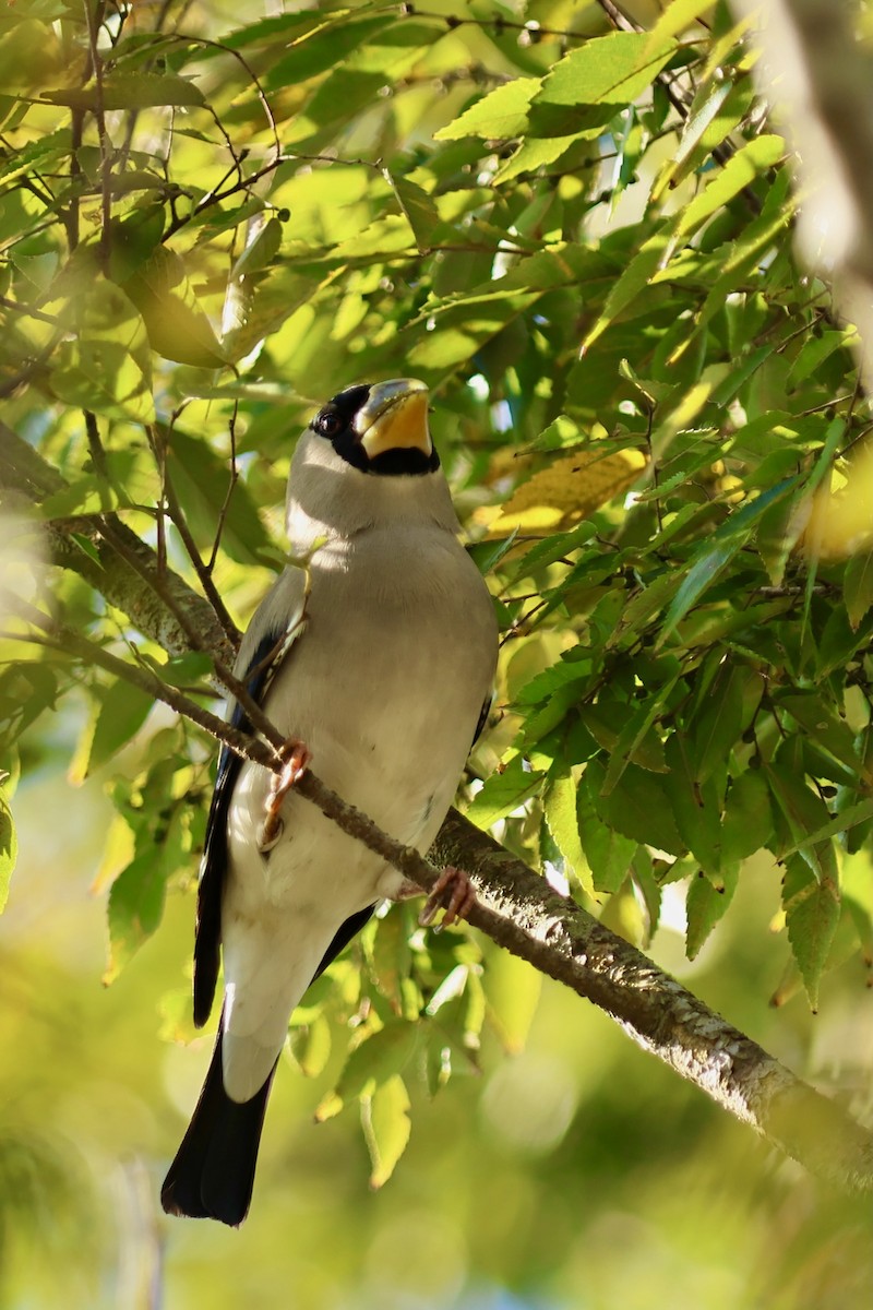 桑鳲 - ML644141676