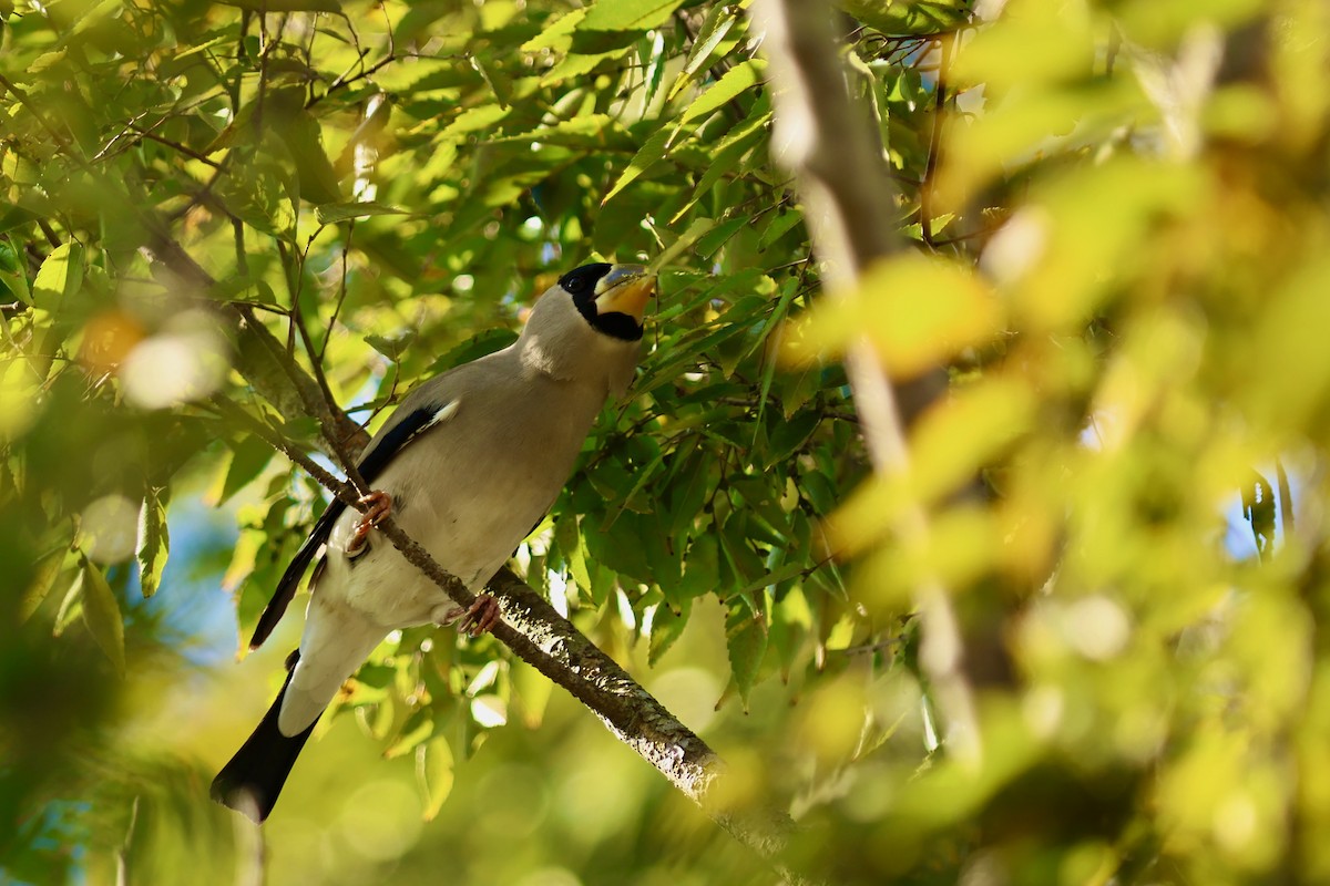 桑鳲 - ML644141677