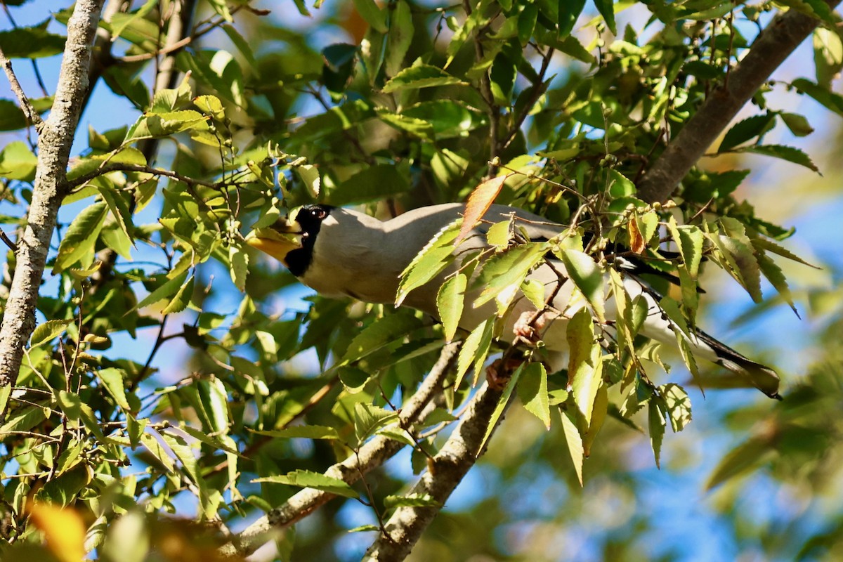 桑鳲 - ML644141678