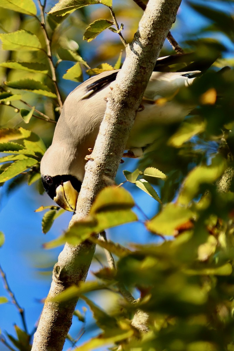 桑鳲 - ML644141679