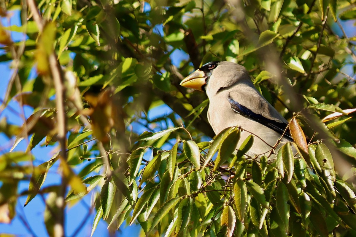 桑鳲 - ML644141680