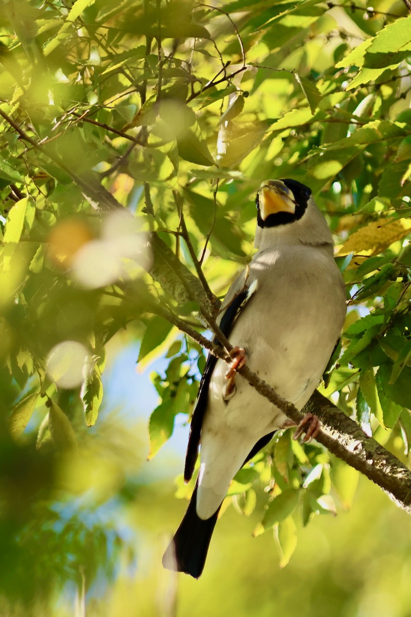 桑鳲 - ML644141681