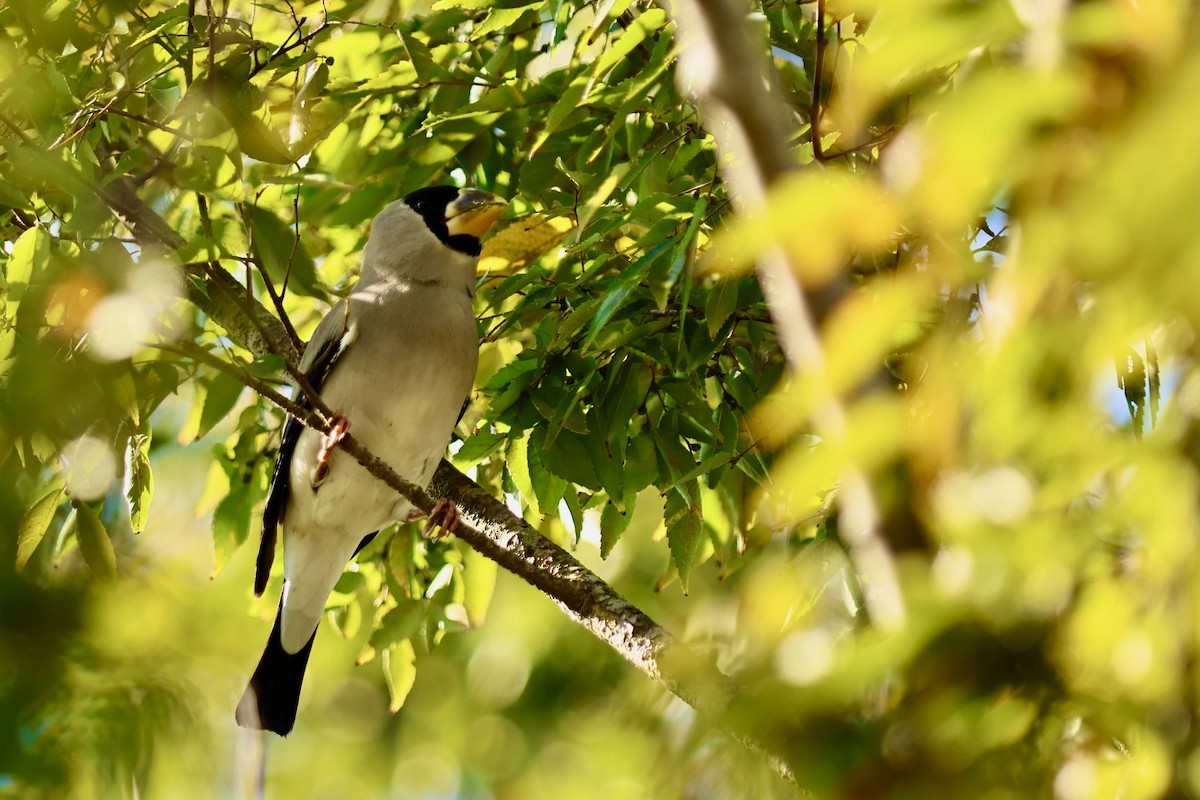 桑鳲 - ML644141682