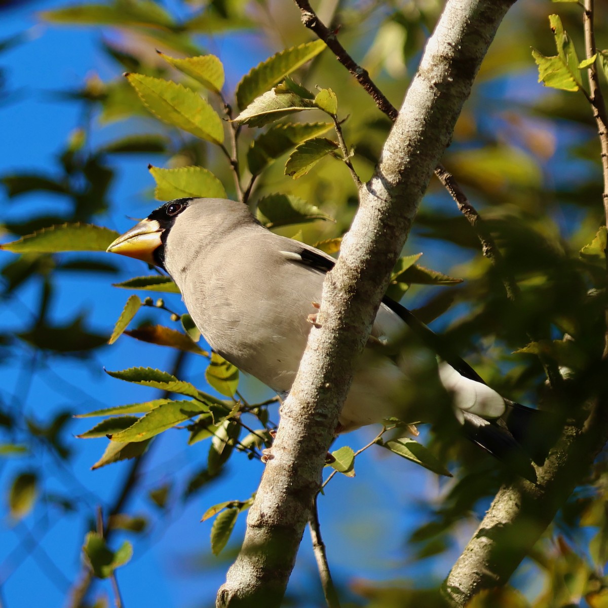 桑鳲 - ML644141683
