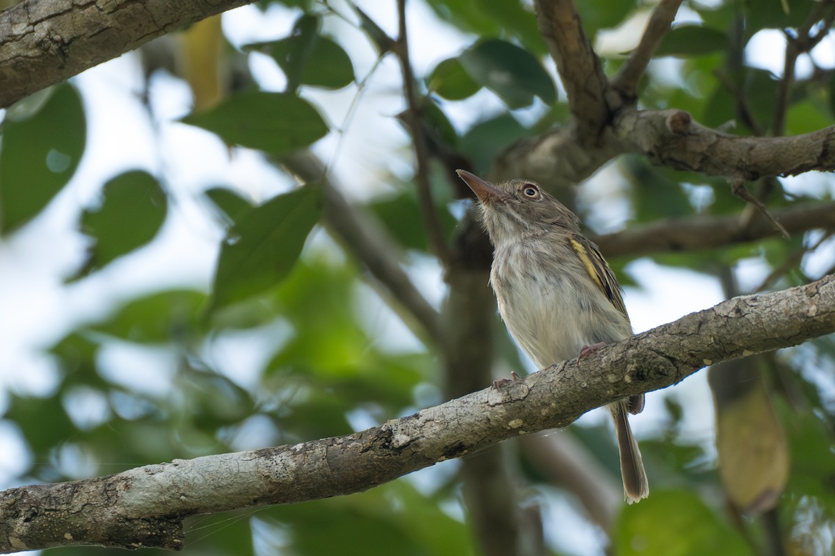 Titirijí Perlado - ML644141684