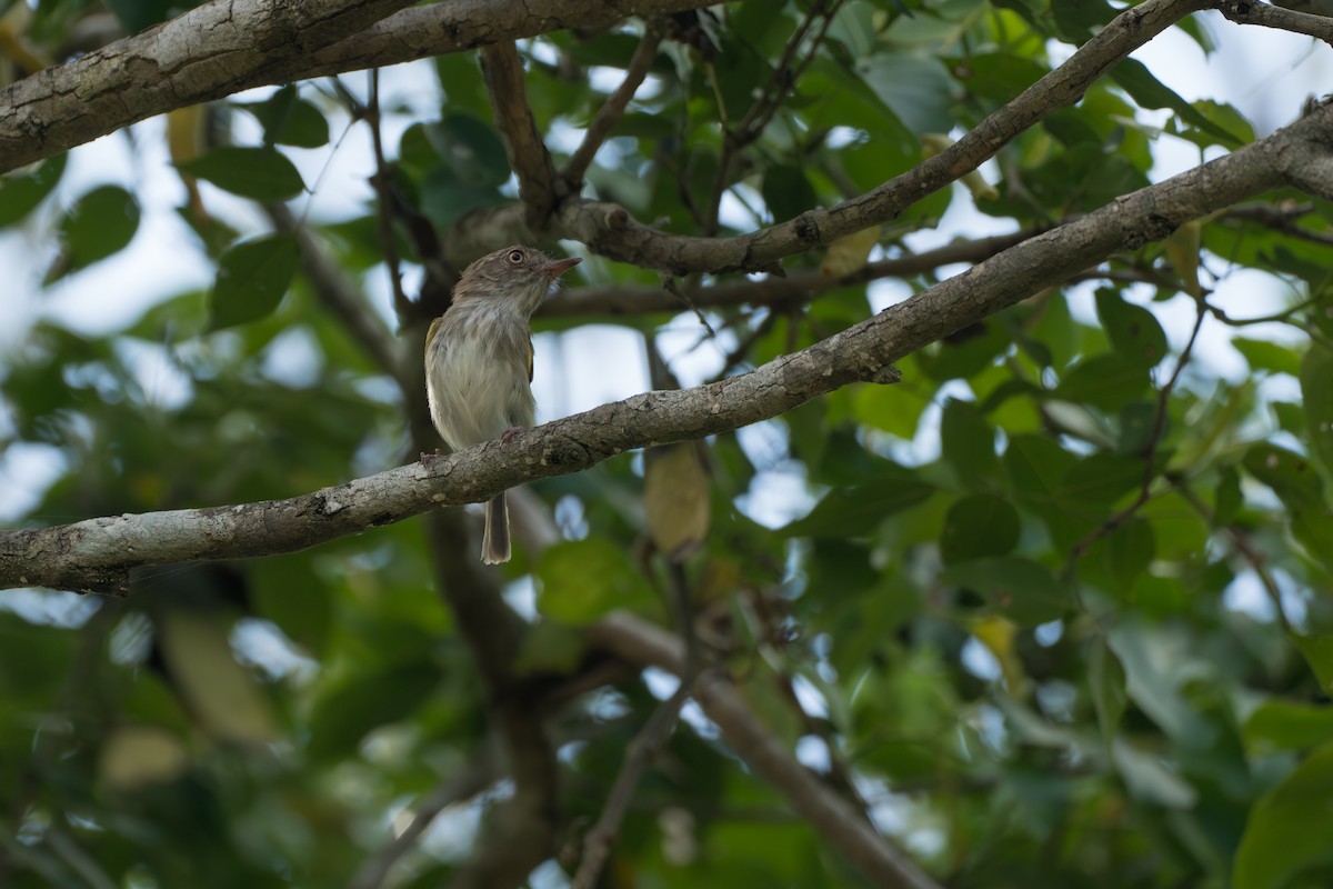 Titirijí Perlado - ML644141686