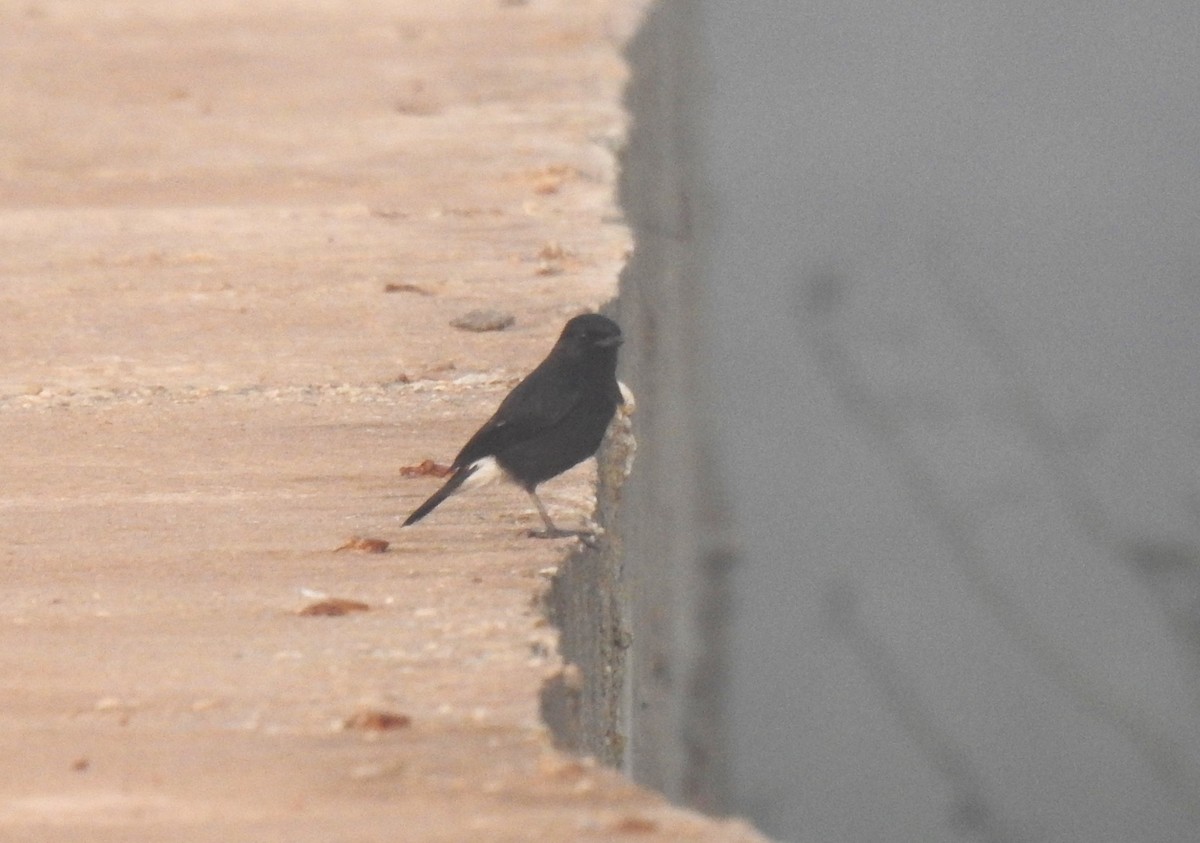 Pied Bushchat - ML644141690