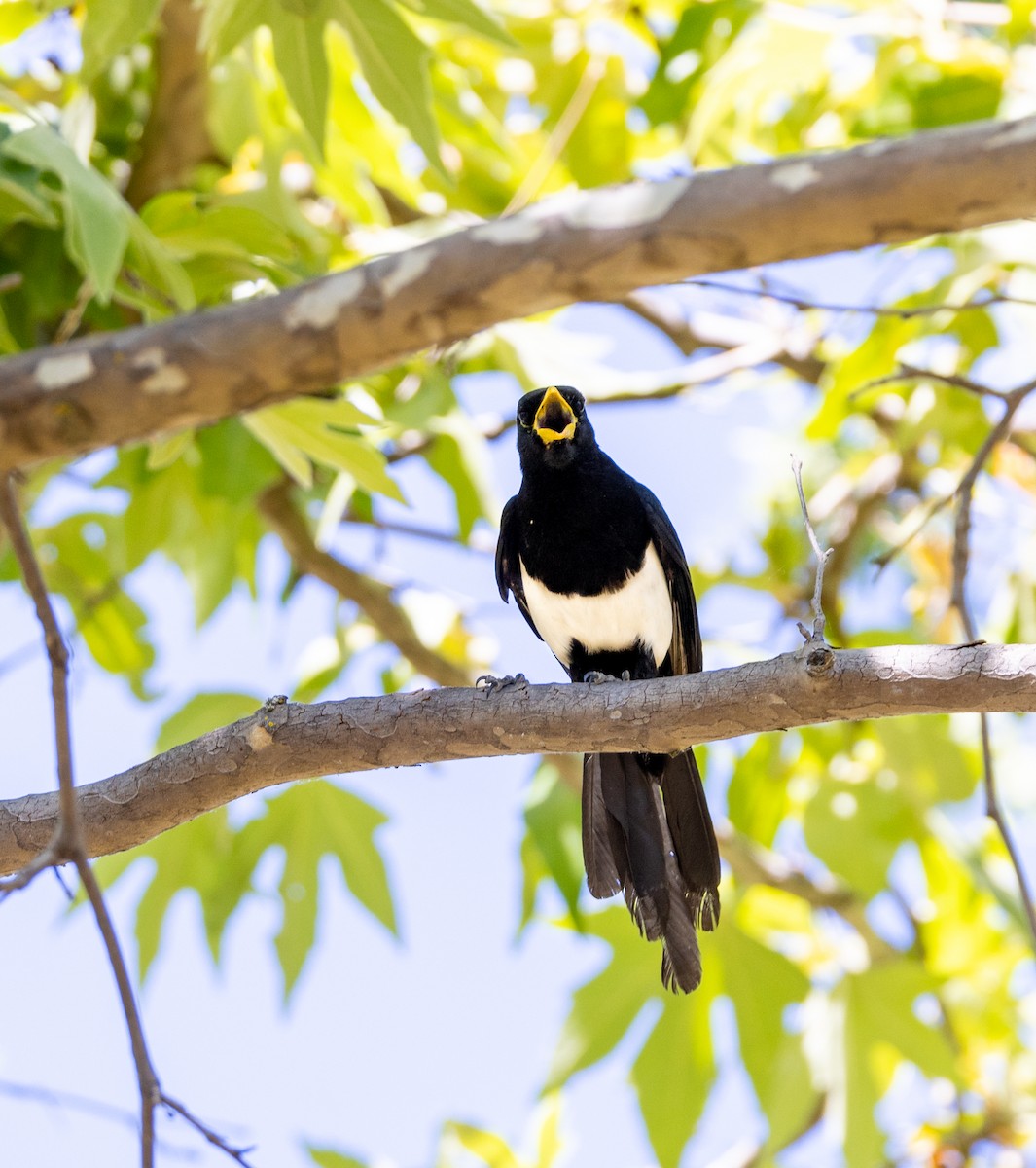 Yellow-billed Magpie - ML644141691