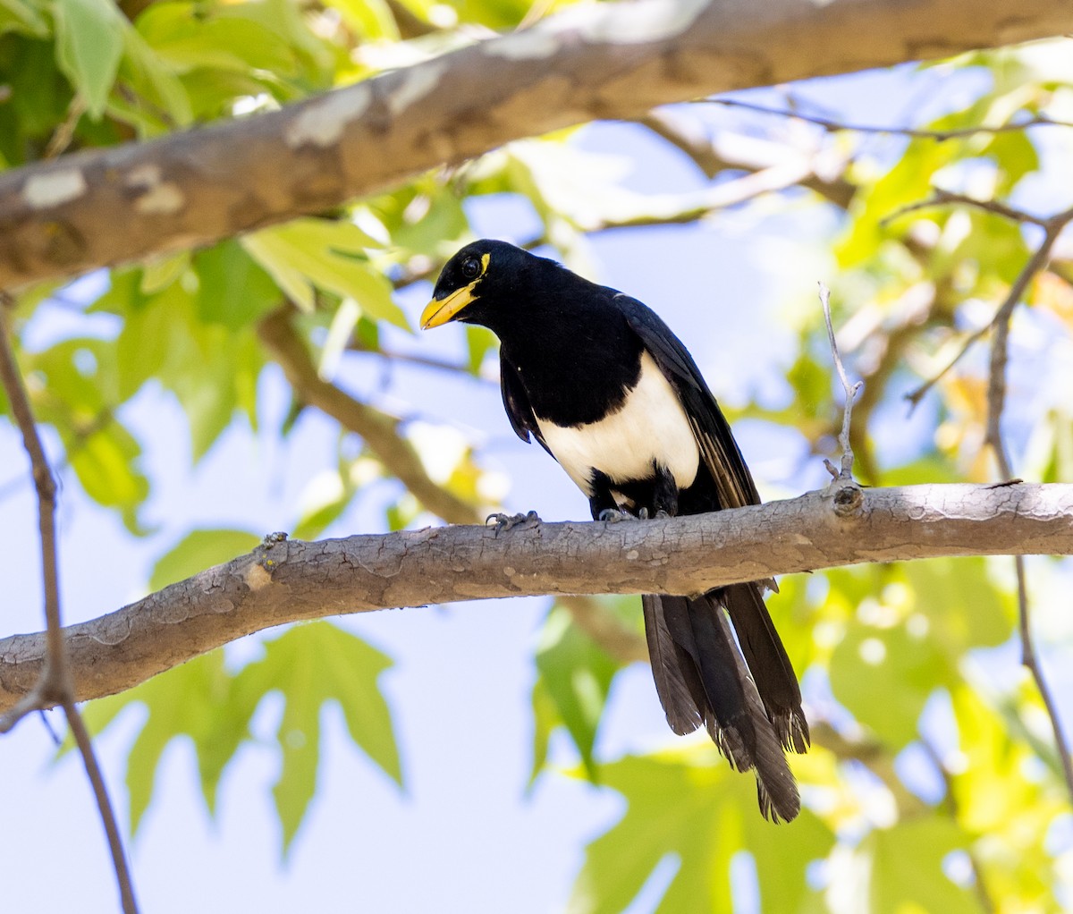 Yellow-billed Magpie - ML644141692