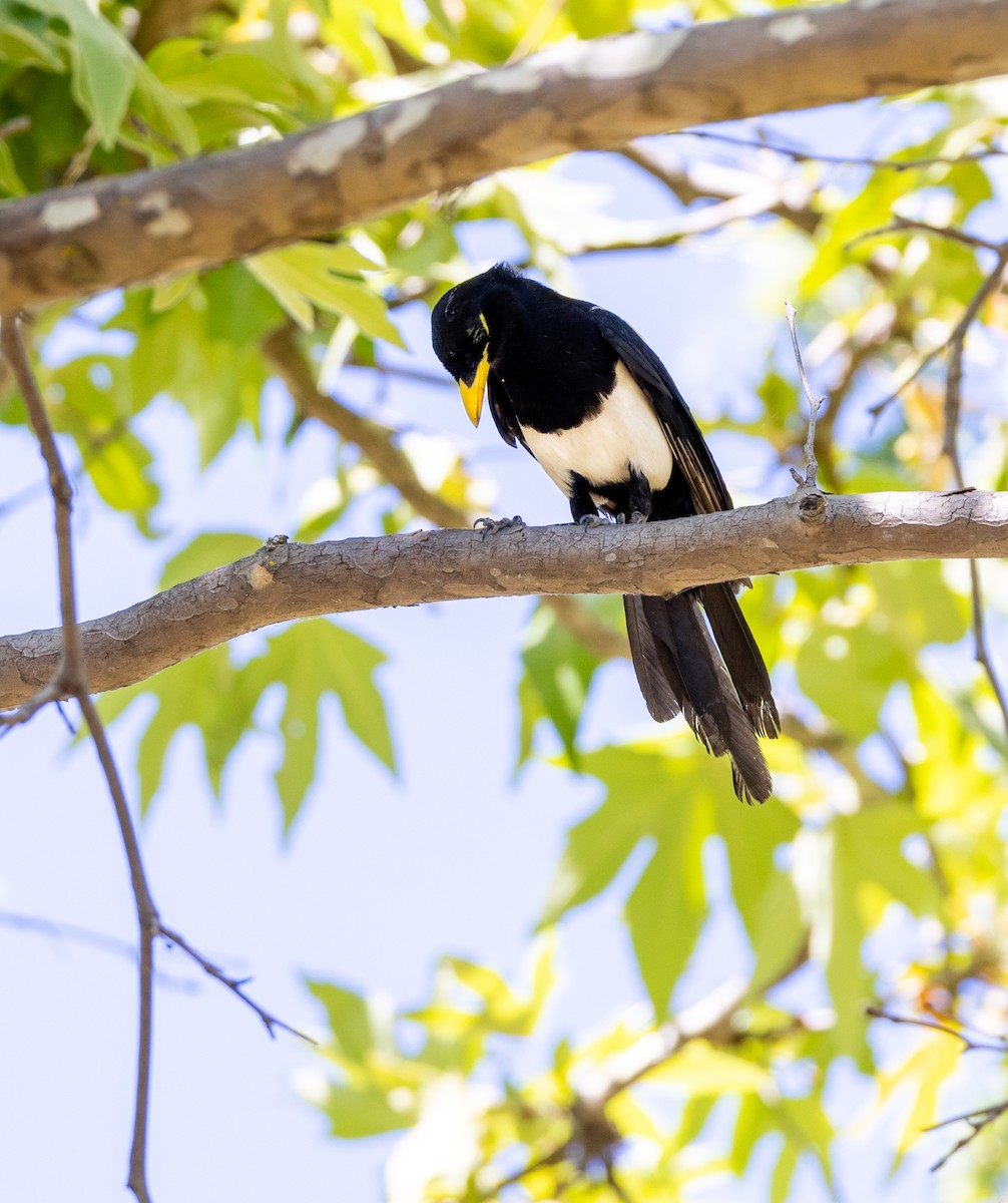 Yellow-billed Magpie - ML644141693