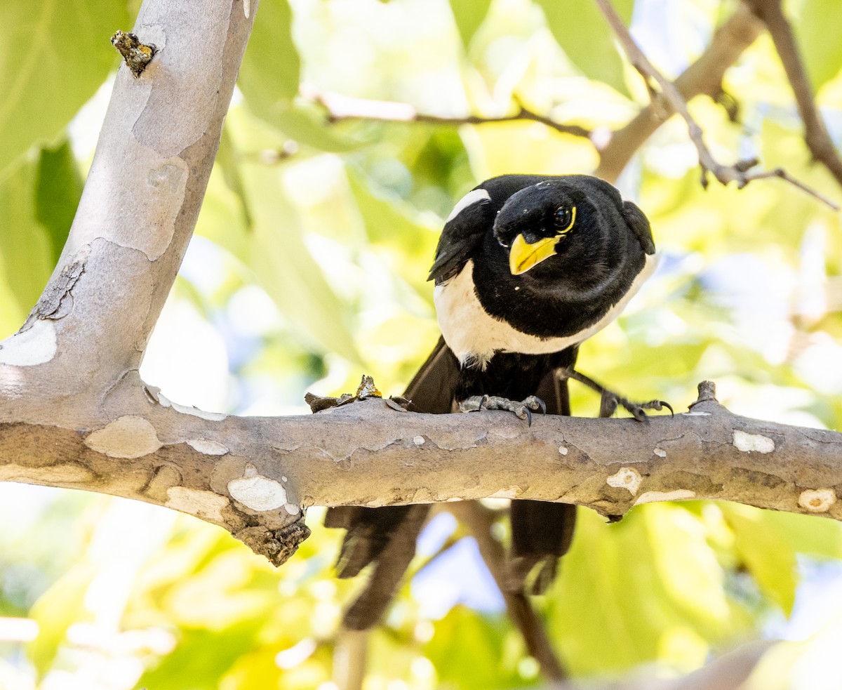 Yellow-billed Magpie - ML644141694
