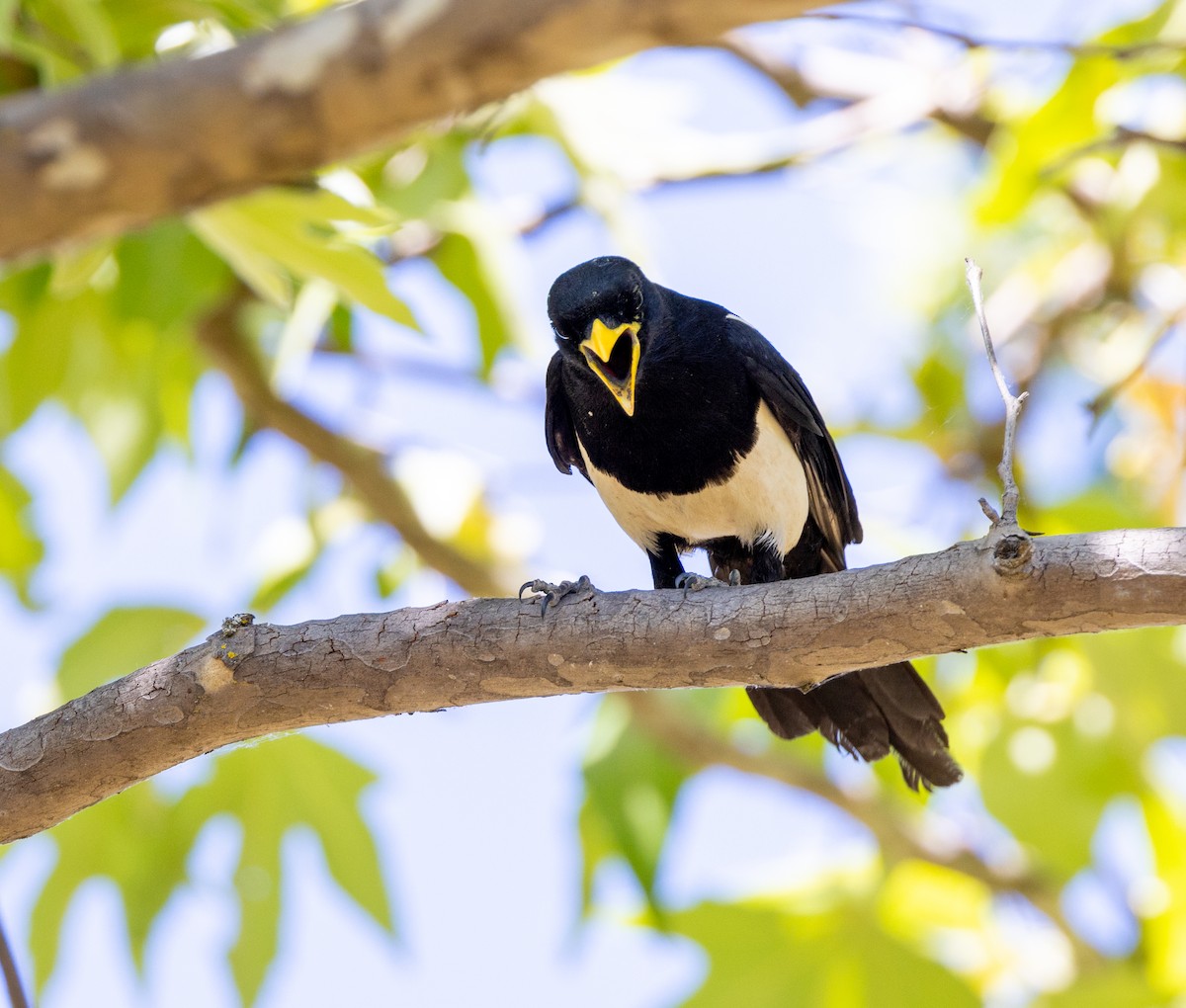 Yellow-billed Magpie - ML644141695