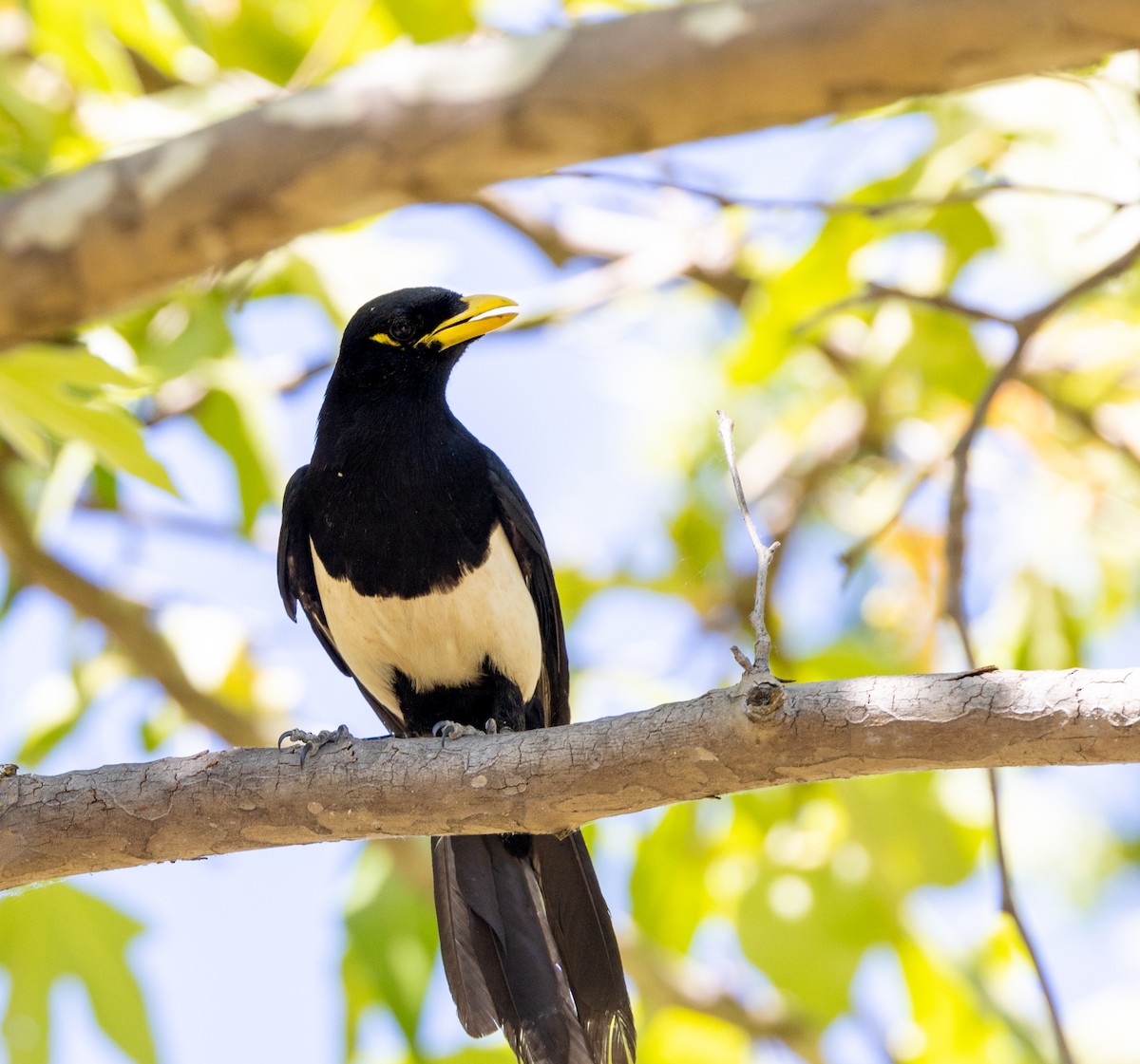 Yellow-billed Magpie - ML644141696
