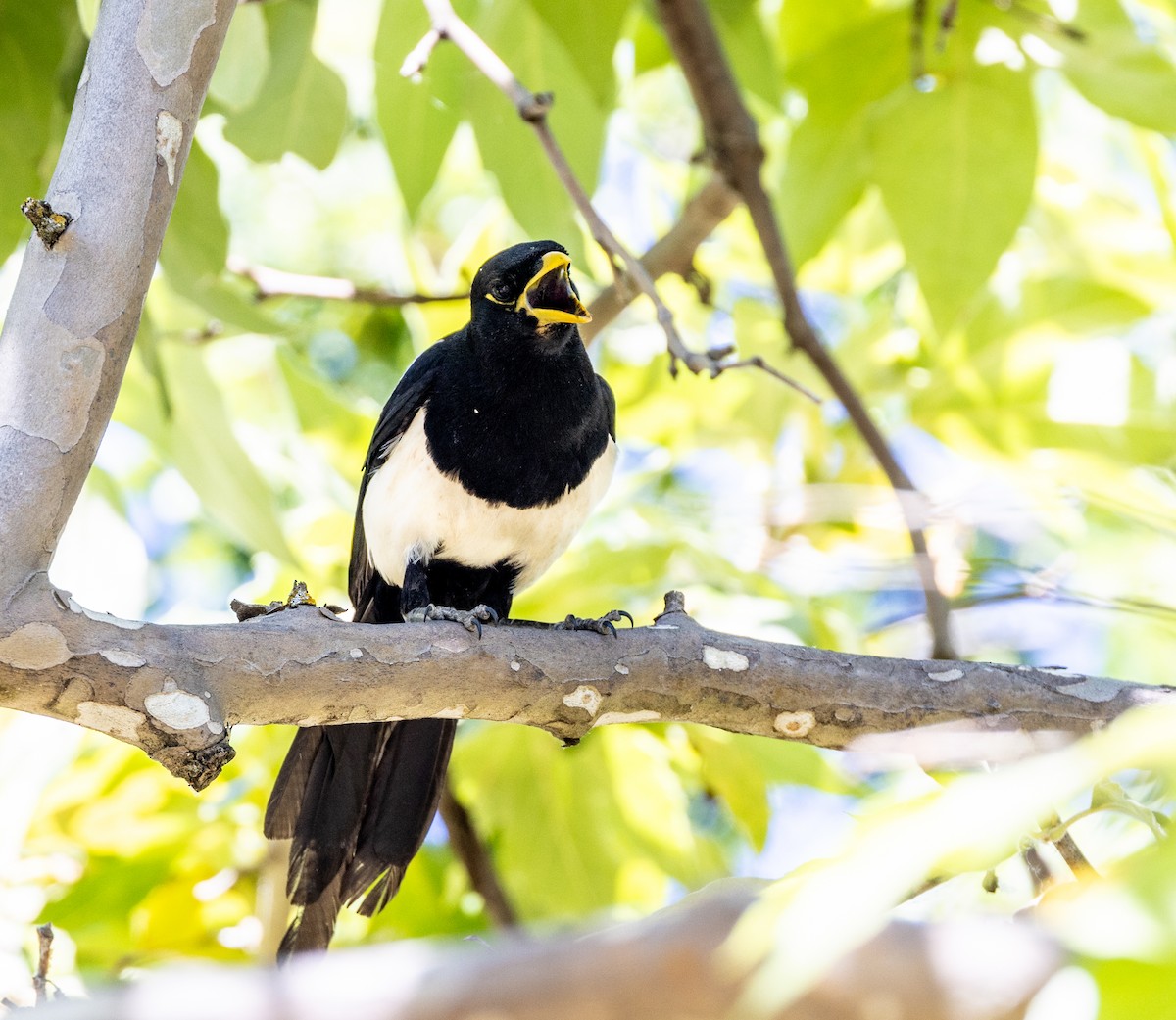 Yellow-billed Magpie - ML644141697