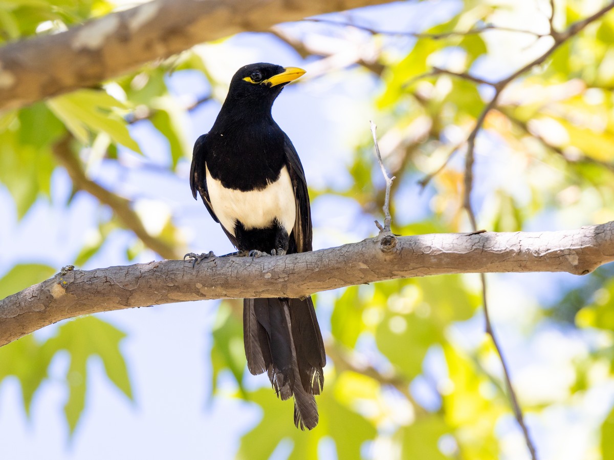 Yellow-billed Magpie - ML644141698