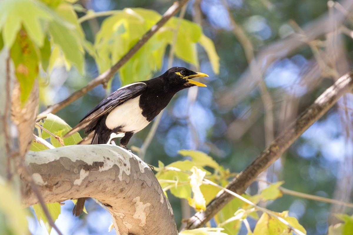 Yellow-billed Magpie - ML644141700