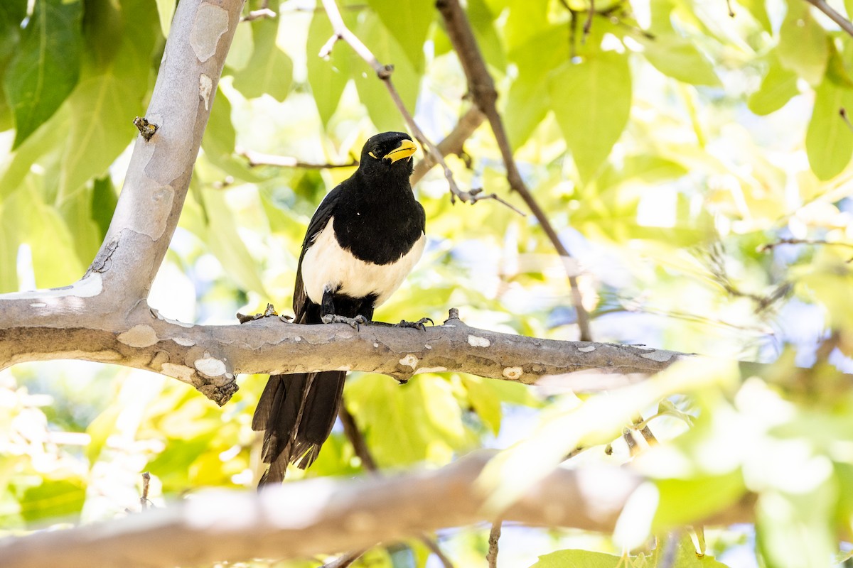 Yellow-billed Magpie - ML644141701