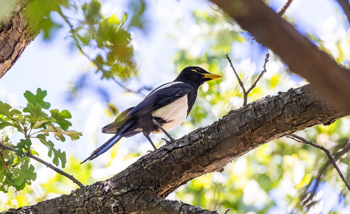 Yellow-billed Magpie - ML644141702