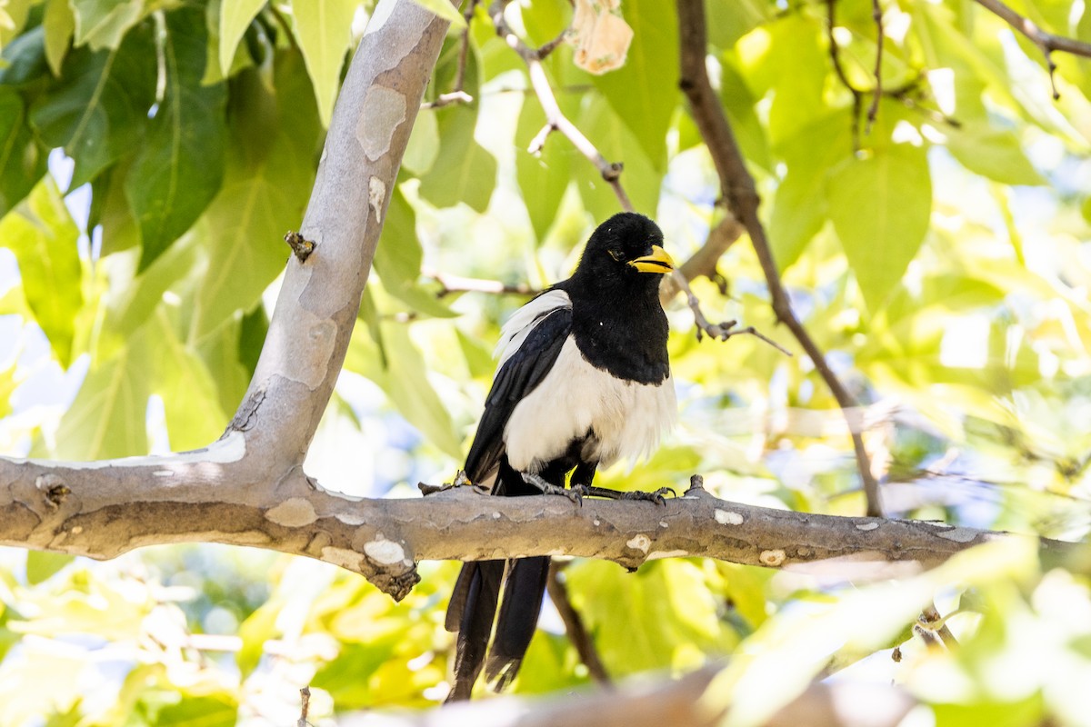 Yellow-billed Magpie - ML644141703
