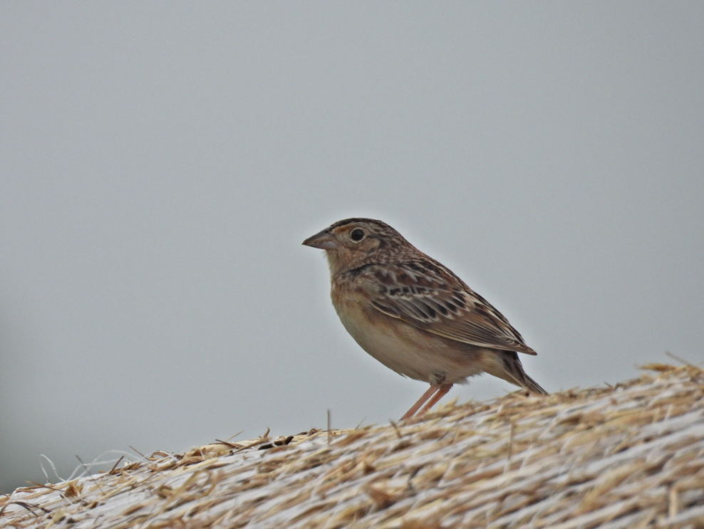 Grasshopper Sparrow - ML644141709