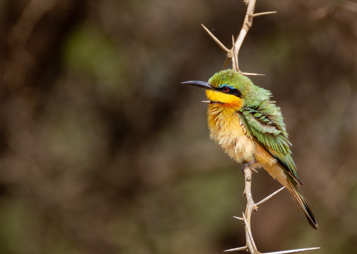 Бджолоїдка карликова - ML644141751