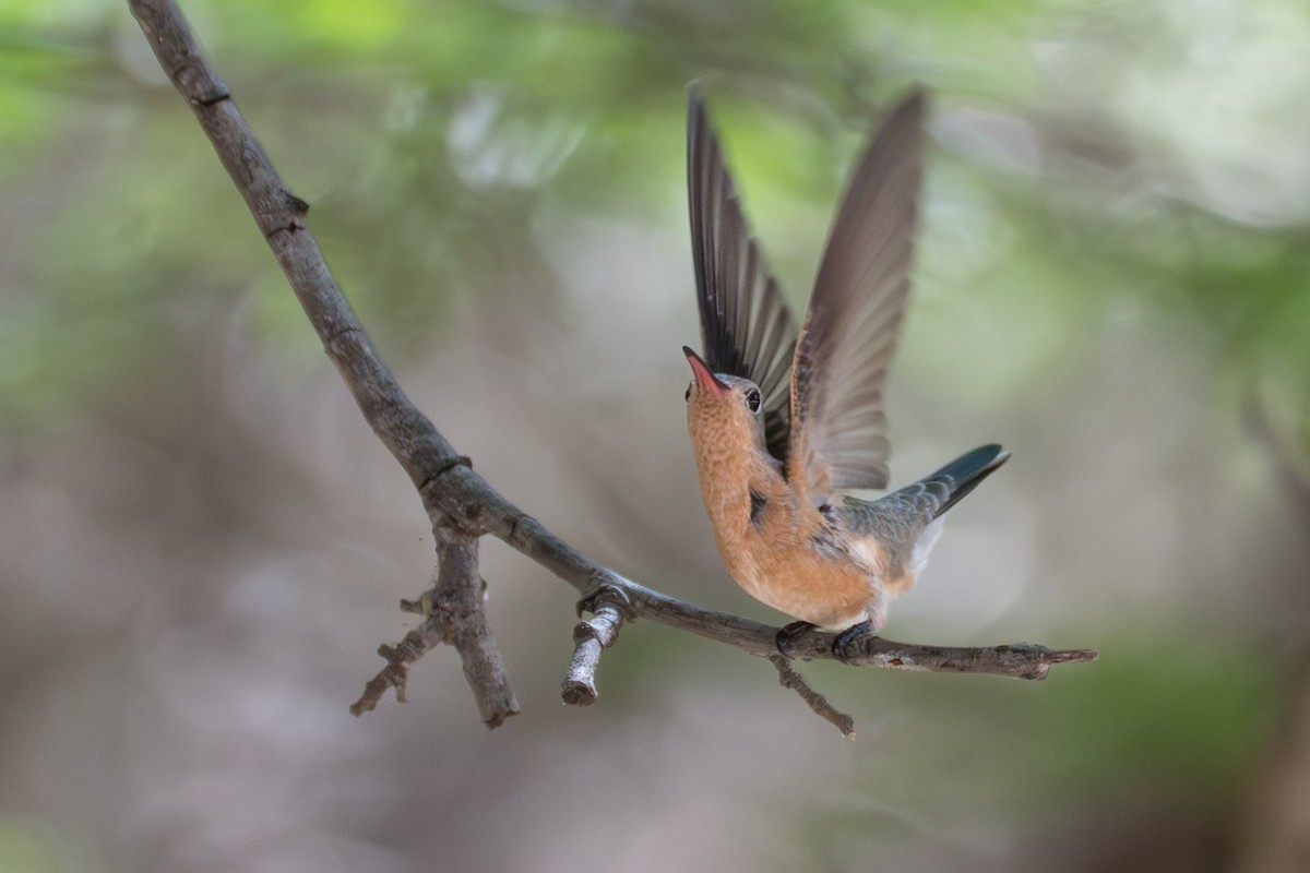 ferskenkolibri - ML644141766