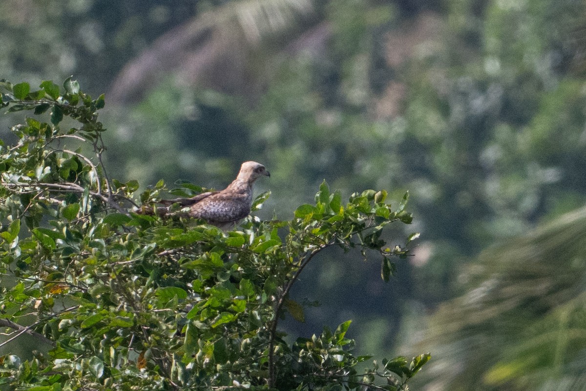 メジロサシバ - ML644141769