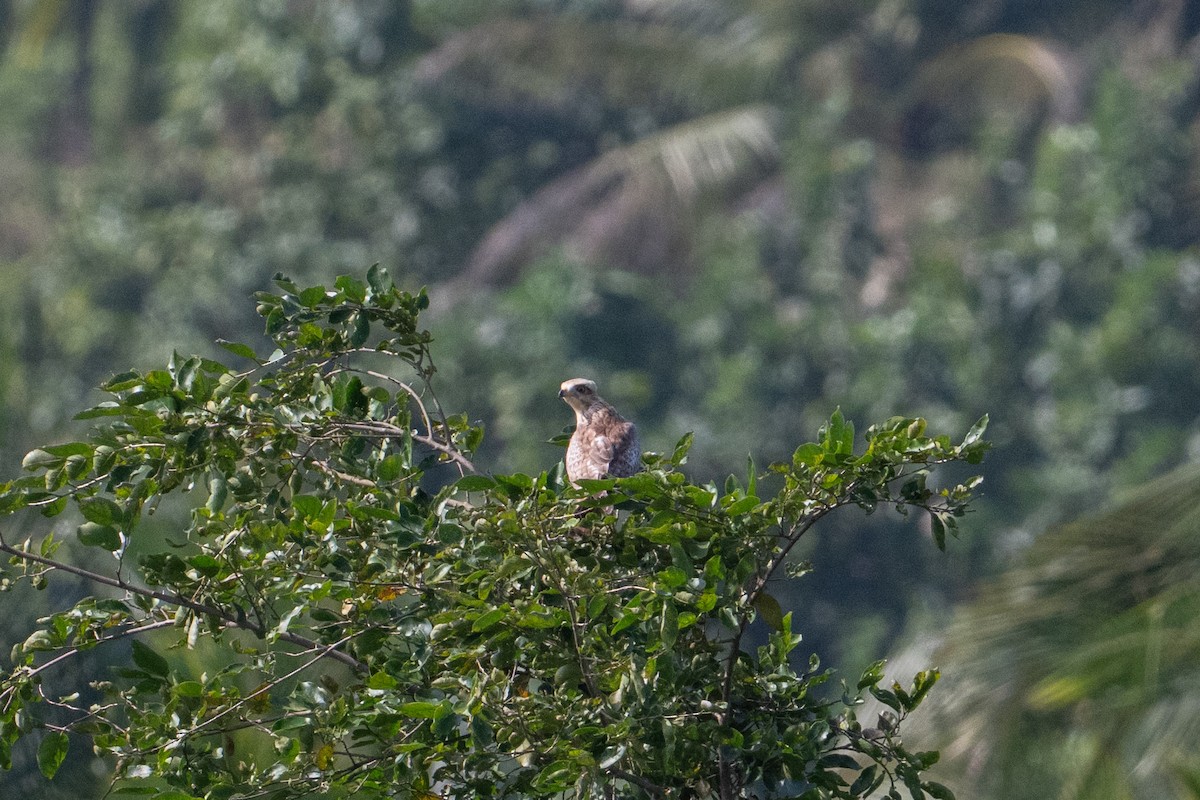 メジロサシバ - ML644141770