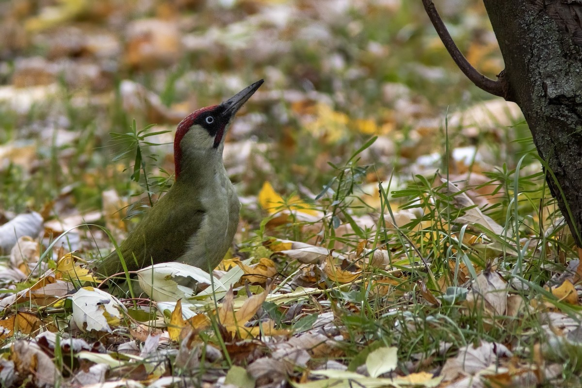 Eurasian Green Woodpecker - ML644141783