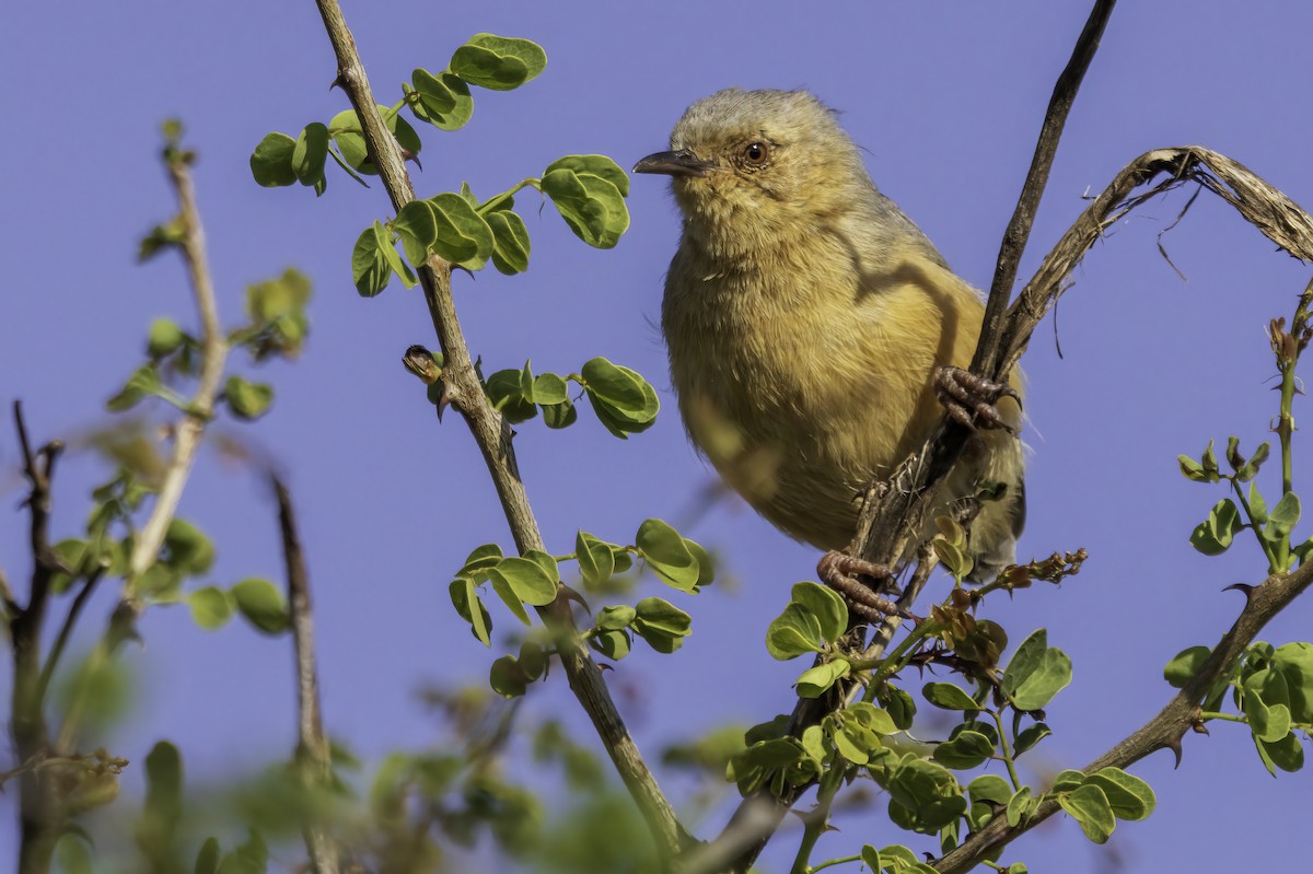Red-faced Crombec - ML644141785
