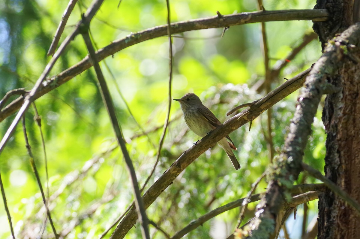 Spotted Flycatcher - ML644141797