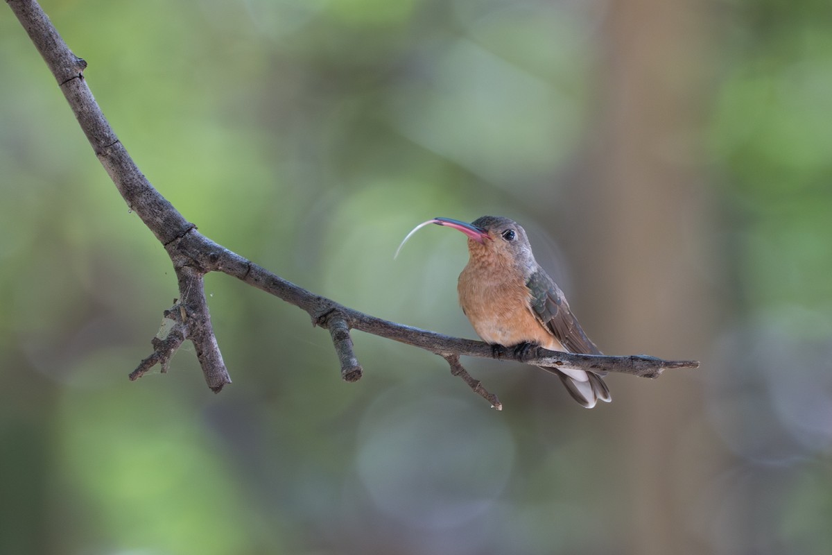 ferskenkolibri - ML644141806