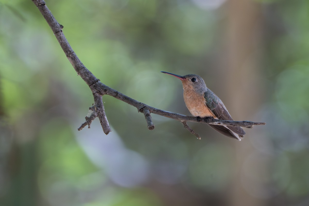 ferskenkolibri - ML644141807