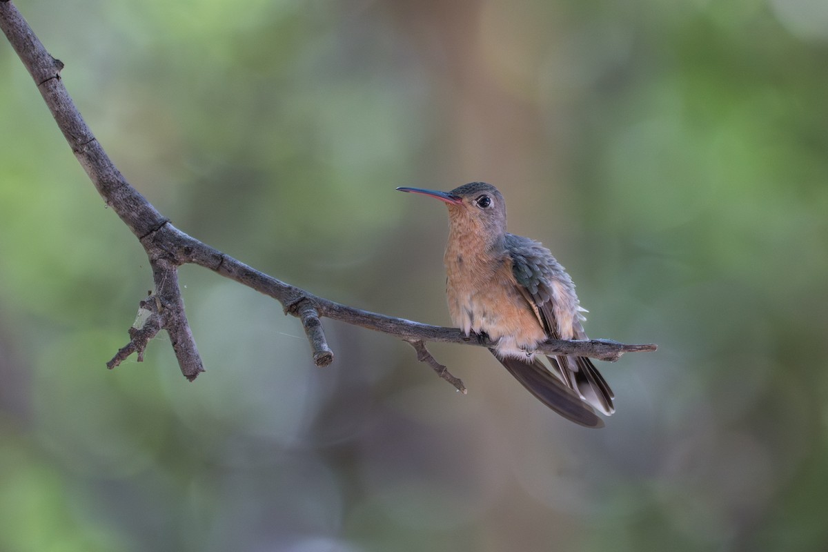 ferskenkolibri - ML644141808