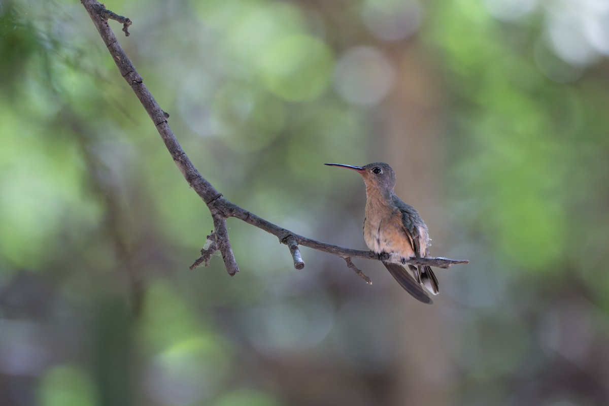 ferskenkolibri - ML644141809