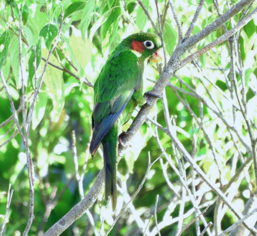 ホオベニインコ - ML644141822