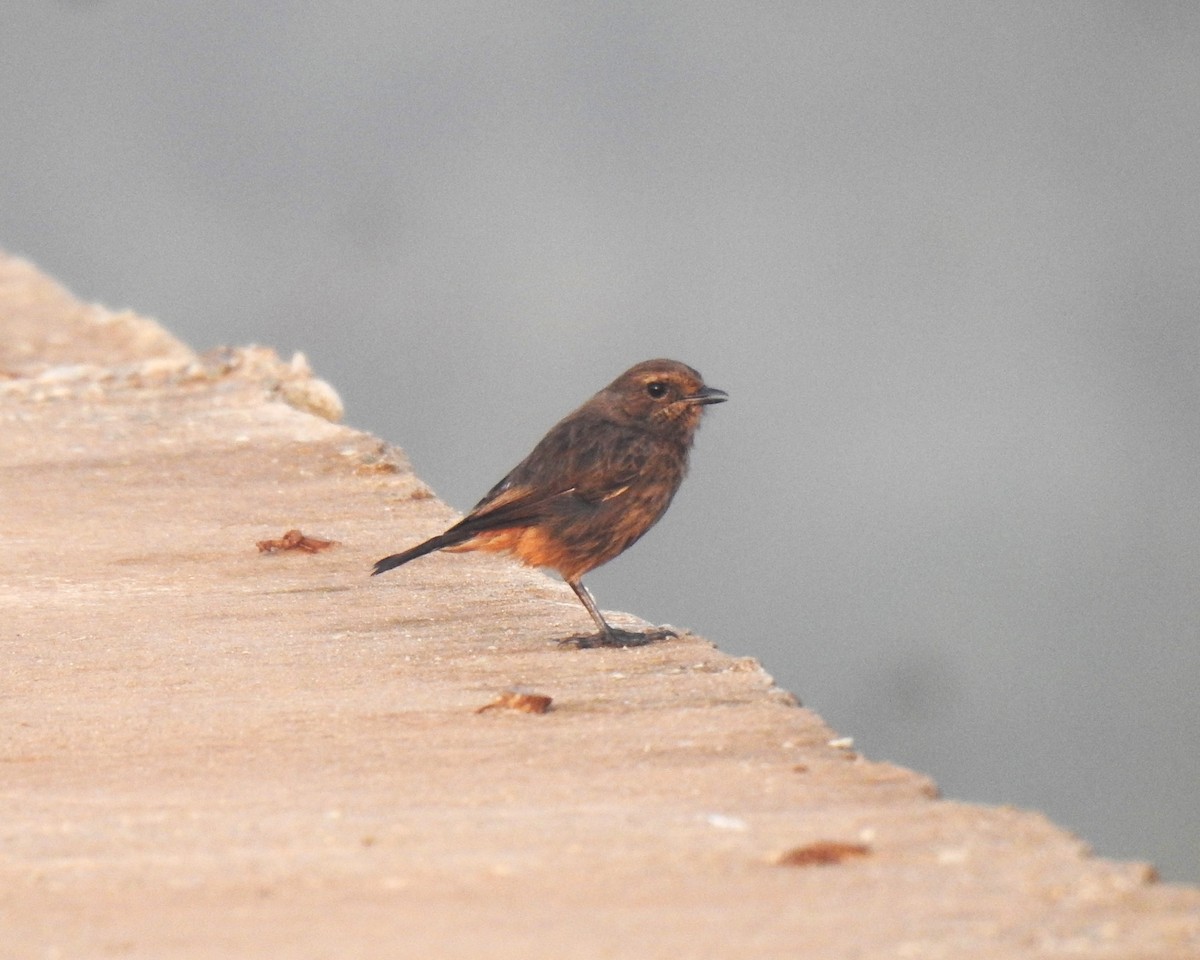 Pied Bushchat - ML644141823
