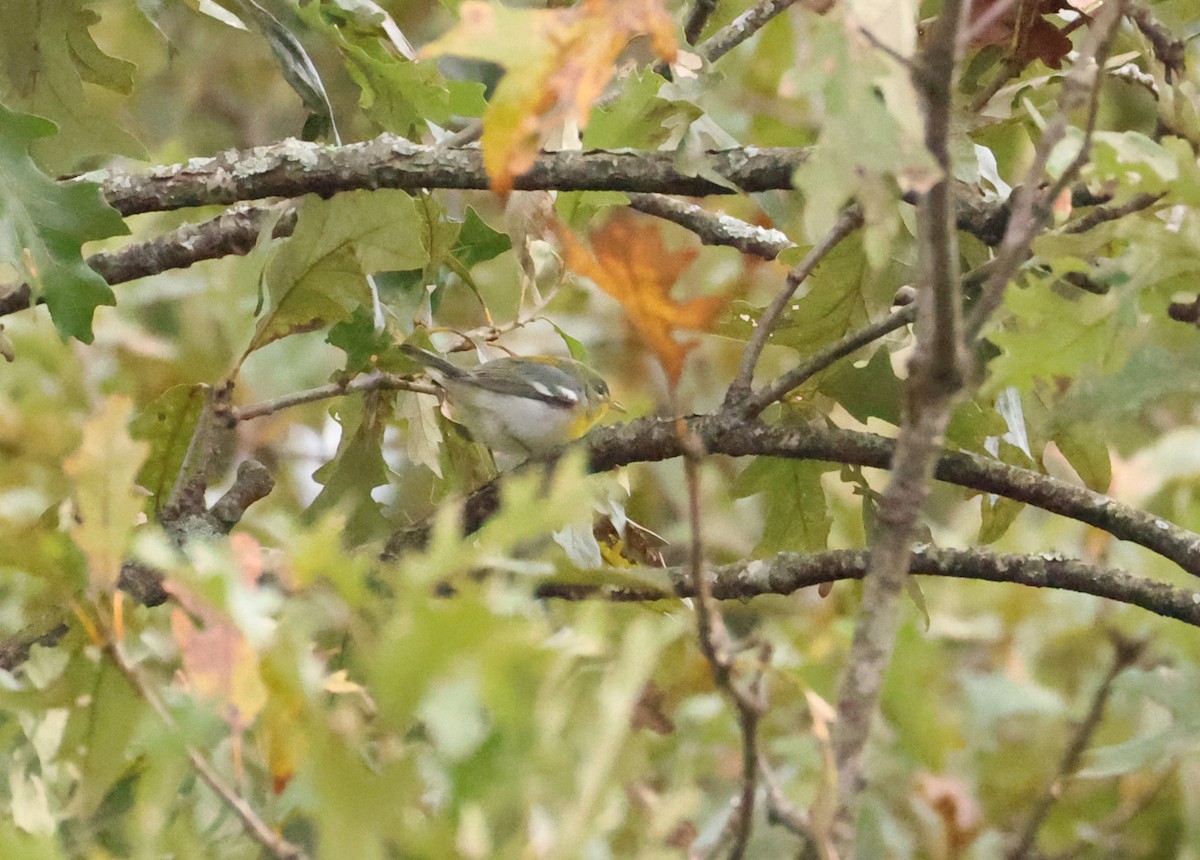 Northern Parula - ML644141824