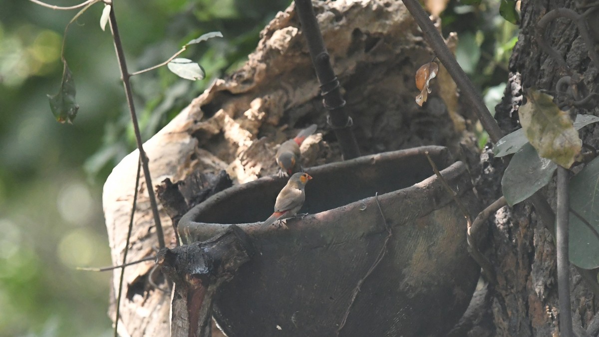 Orange-cheeked Waxbill - ML644141830